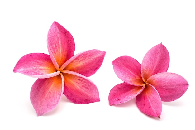 Red Frangipani flowers isolated on white.