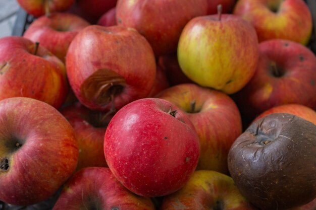  ⁇ 은 신선한 사과와  ⁇ 은 사과 배경 시장에 있는  ⁇ 은 익은 사과 과일 겨울 수확