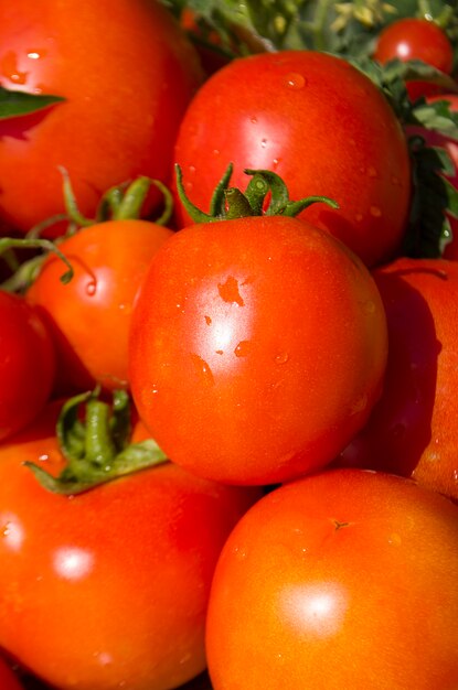 Red fresh tomatoes