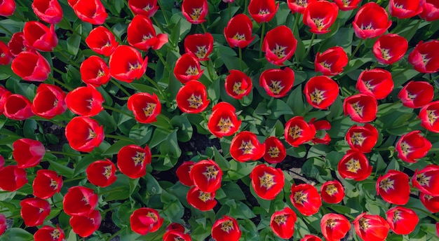 Red  fresh tulip flowers