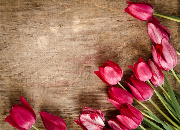 Red fresh tulips