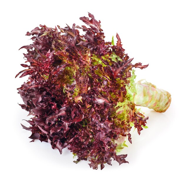 Photo red frisee lettuce