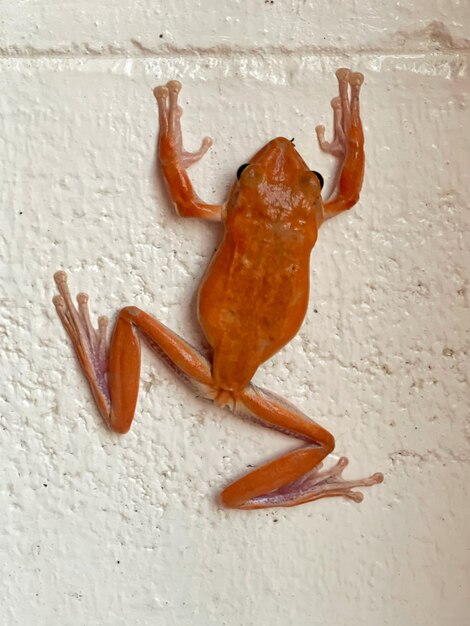 A red frog with a black nose hangs on a white wall.