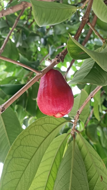 A red fruit on a tree