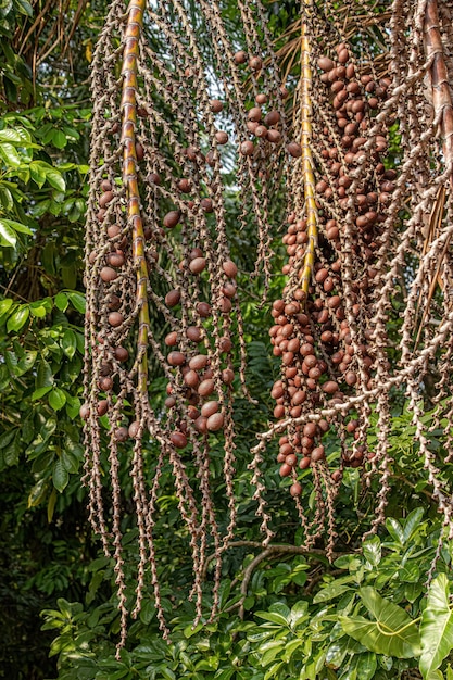 Red fruits of the buriti palm tree