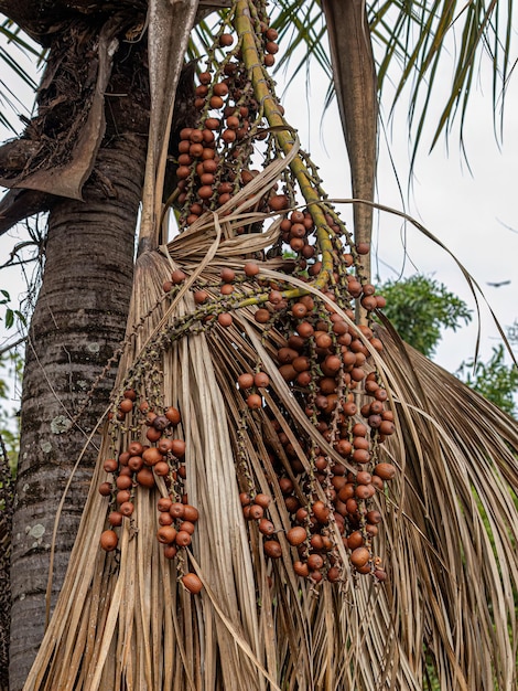 Red fruits of the buriti palm tree