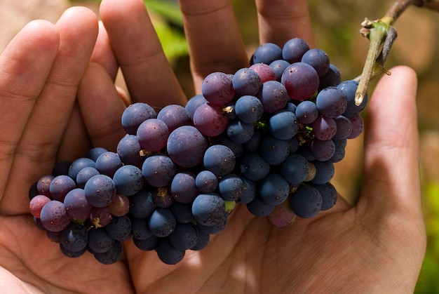 Photo red fruits planted on the farm without pesticides