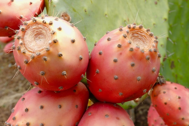 Red fruits of prickly pear cactus growing outside in wilderness Portugal Europe