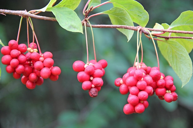 Red fruits of schisandra growing on branch in row Clusters of ripe schizandra Crop of useful plant Red schizandra hang in row on green branch Schizandra chinensis plant with fruits on branch