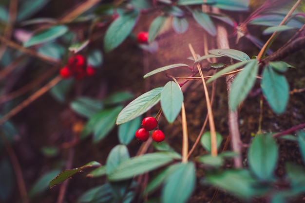 red fruits