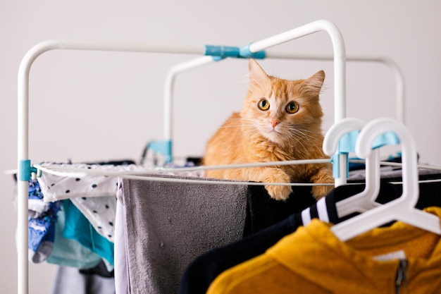 Un gatto peloso rosso giace su un'asciugatrice con vestiti puliti. gattino che gioca, caccia, fissa intensamente