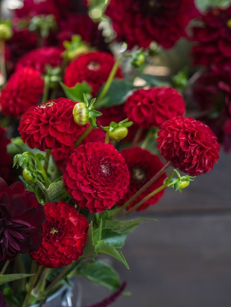 Red garden dahlia flowers on a dark background