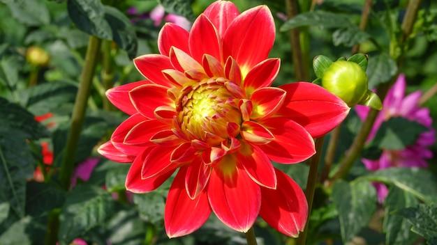 Red garden dahlia