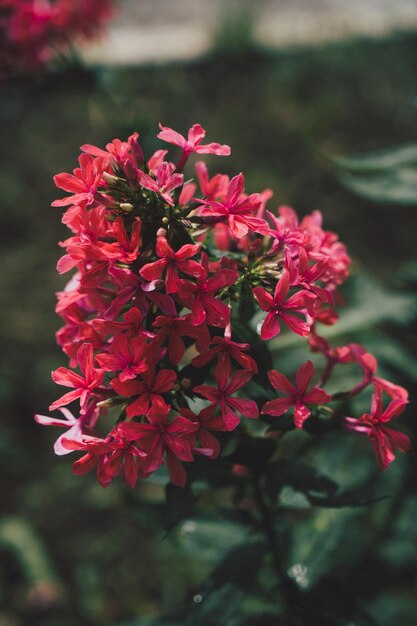 赤い庭の花