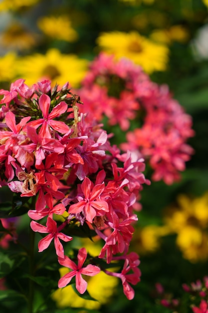 赤い庭の花