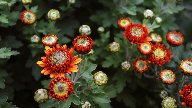 赤い庭の花