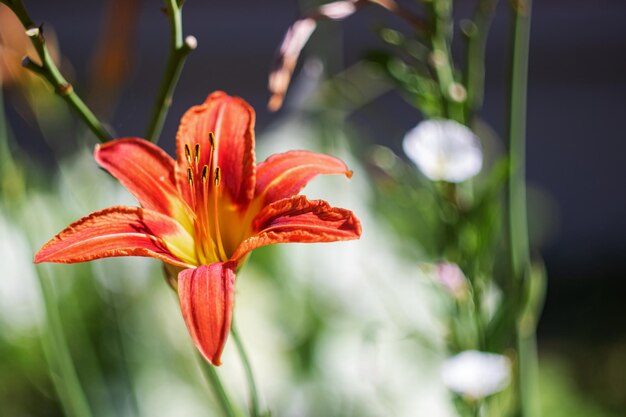 Red garden lily flower on a branch with green leaves