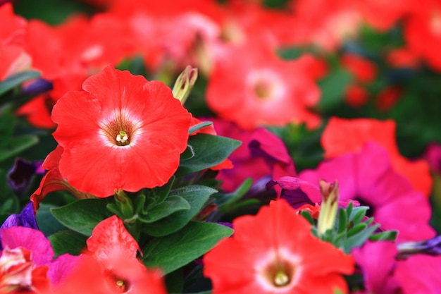 red Garden Petunia or Common Petunia flowers blooming in the garden