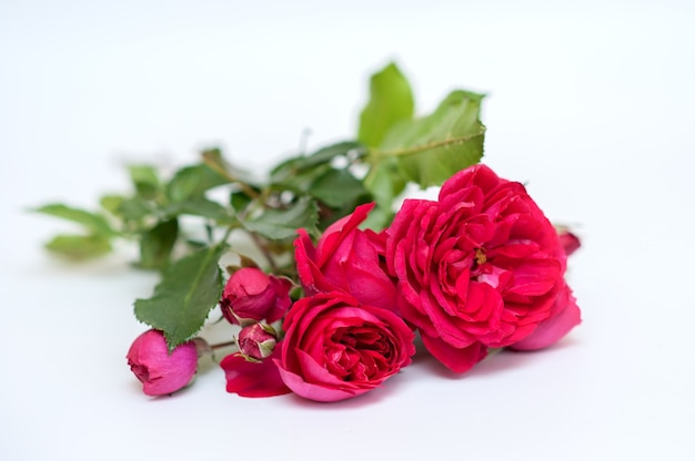 red garden roses on a neutral