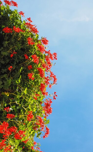 Red geranium flower over blue sky