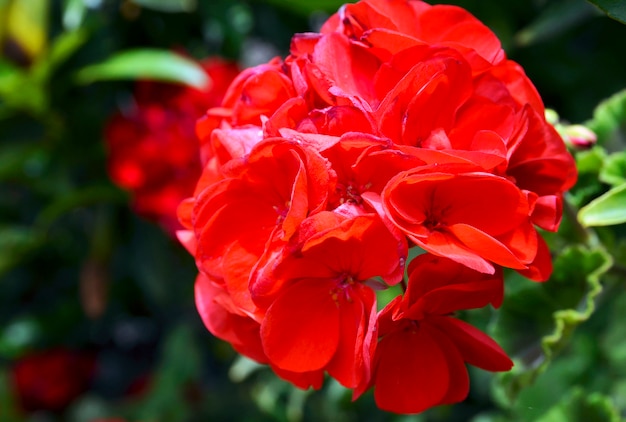 夏の庭の赤いゼラニウムの花をクローズアップ。ツタの葉のゼラニウム。花の背景。選択と集中。