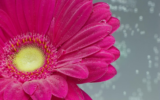 Red gerbera under air bubbles