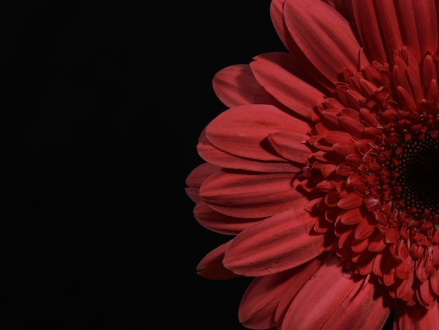 Photo red gerbera daisy flower isolated on black background