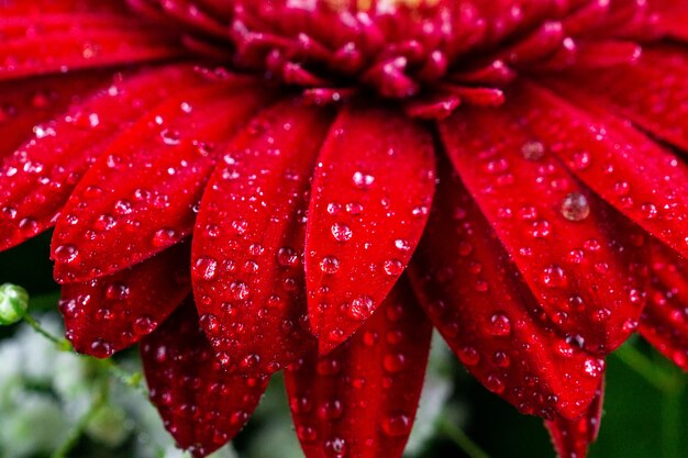 Gerbera rossa in gocce di rugiada