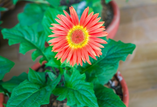 Photo red gerbera flower blossom