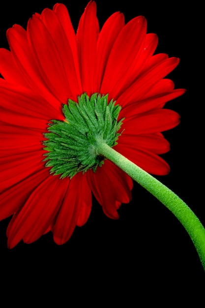 Red gerbera flower closeup on black background