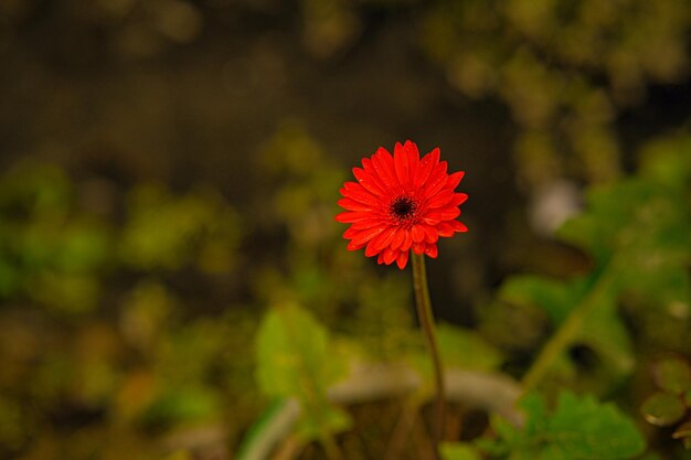 Red Gerbera flower in the garden