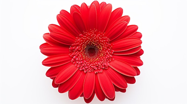 Red Gerbera Flower Head Isolated on White Background AwardWinning