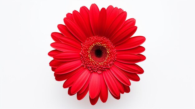 Photo red gerbera flower head isolated on white background awardwinning