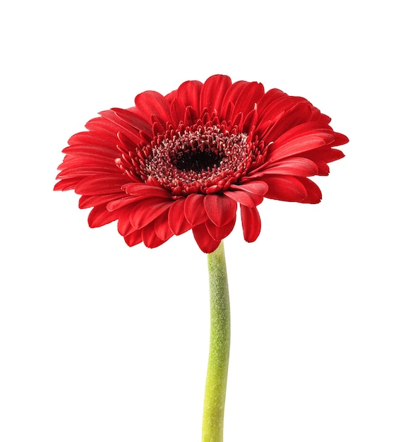 Red gerbera flower isolated on white background Gerbera flower head for your design