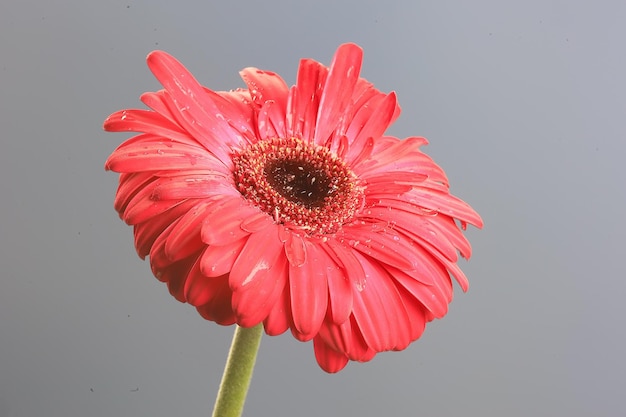 赤いガーベラの花/赤い美しい夏の花、香りの香りのコンセプト