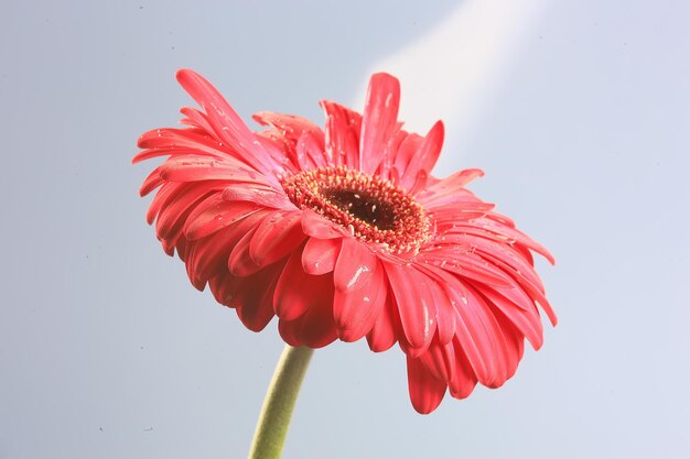 red gerbera flower / red beautiful summer flower, aroma smell concept