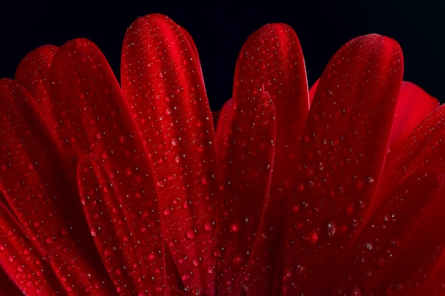 red gerbera flower / red beautiful summer flower, aroma smell concept