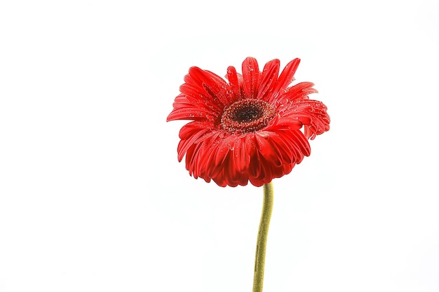 красный цветок герберы / красный красивый летний цветок, концепция запаха аромата