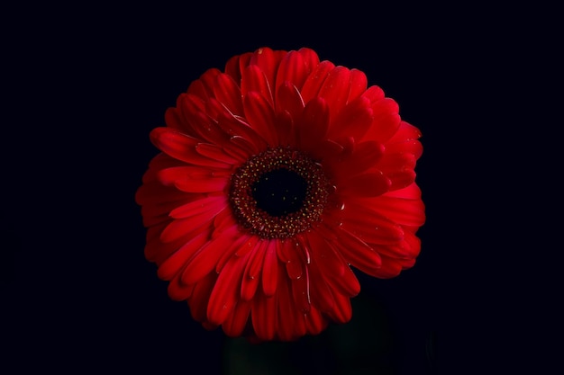 赤いガーベラの花/赤い美しい夏の花、香りの香りのコンセプト