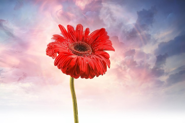 red gerbera flower / red beautiful summer flower, aroma smell concept