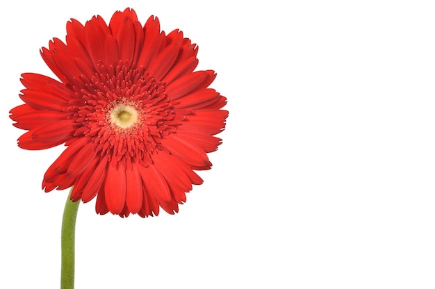 흰색 위에 빨간 gerbera 꽃