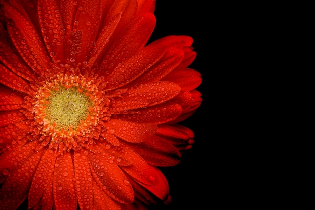 Red gerbera flower with water drops closeup