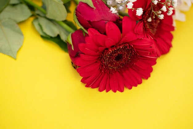 Red gerbera flower on yellow background macro photo