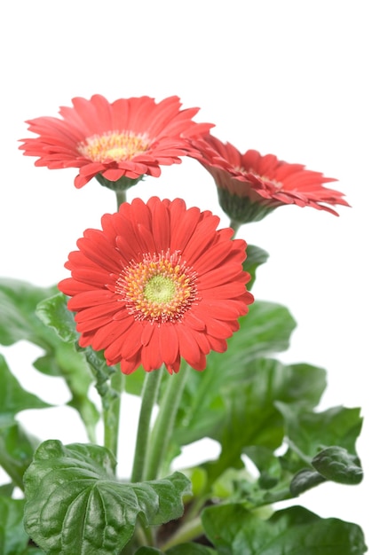 Red gerbera flower