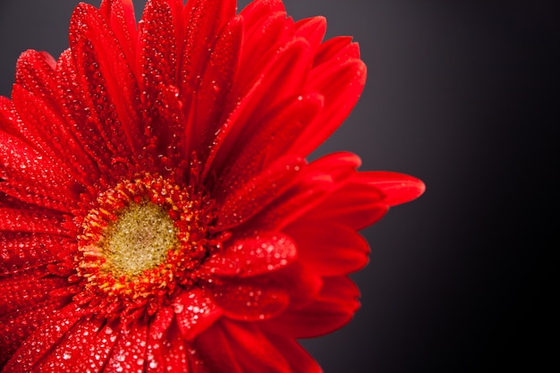 Red gerbera flower