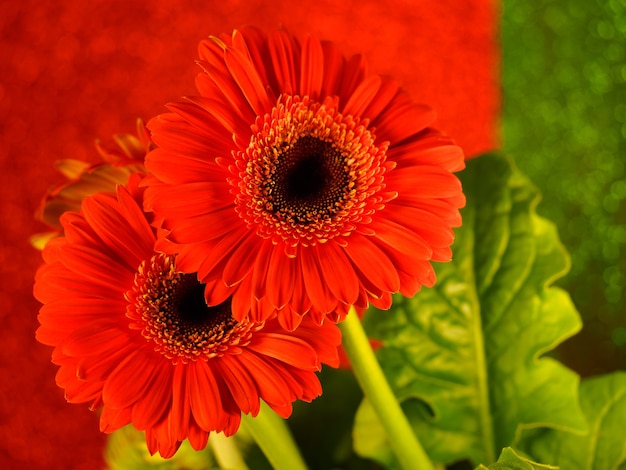 Red gerbera on a red-green background