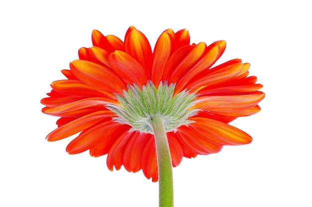 Red gerbera