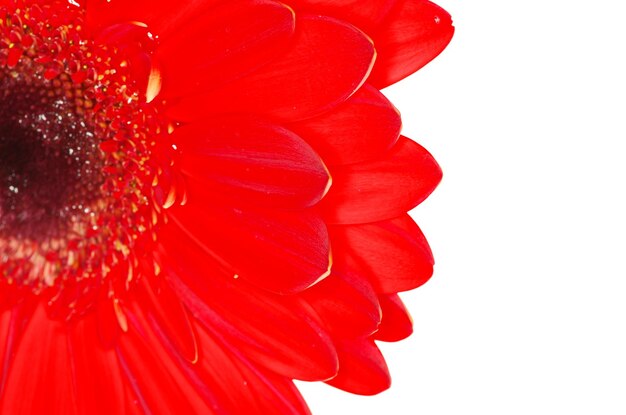 Red gerbera