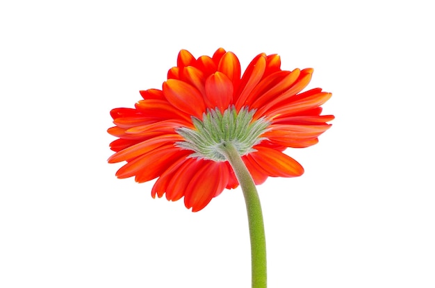 Gerbera rossa