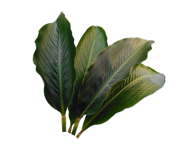 흰색 배경에 고립 된 붉은 생강 또는 Alpinia purpurata 잎